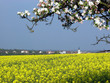 Pommier en fleur Pommier en fleur