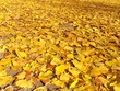 automnefeuilles1