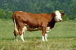 Vache de race Abondance