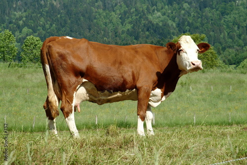 Vache de race Abondance