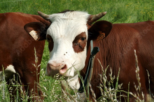 Vache de race Abondance