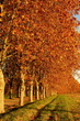 Allée de platanes