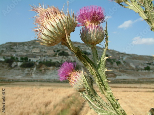 chardons au bord du chemin