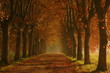Allée embrumée Allée embrumée