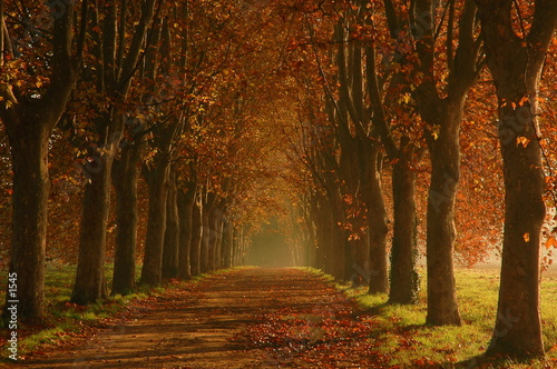 Allée embrumée