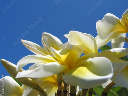 Fleurs et ciel