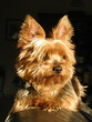 chien