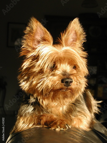 chien