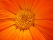 Fleur orange