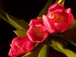 bouquet tulipes