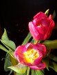 tulipes 1