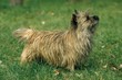 Cairn Terrier
