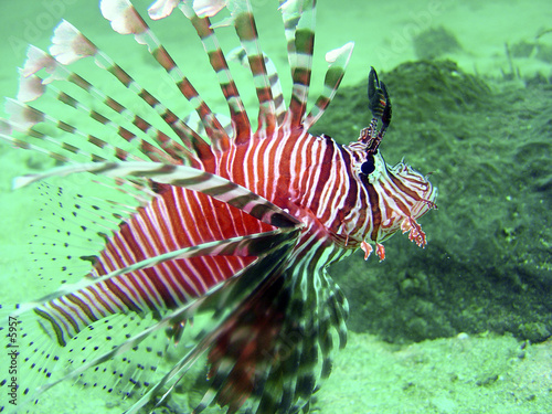 lion fish lion fish