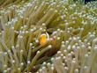 clownfish clownfish