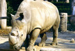 rhino 02