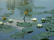 fleurs de nénuphar
