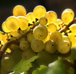 grappes raisin jaune grappes raisin jaune