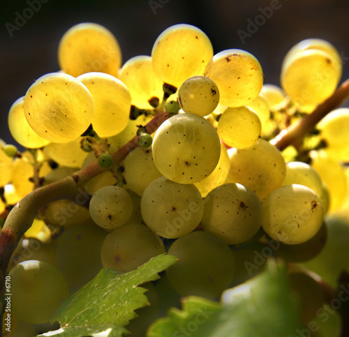 grappes raisin jaune