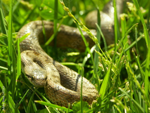 serpent dans l'herbe