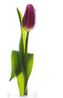 contre jour a la tulipe 2