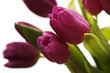 contre jour aux tulipes 3