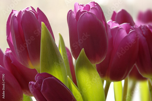 contre jour aux tulipes 01