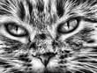 regard de fauve