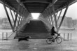 chien courant