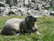marmotte