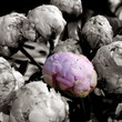 pivoine