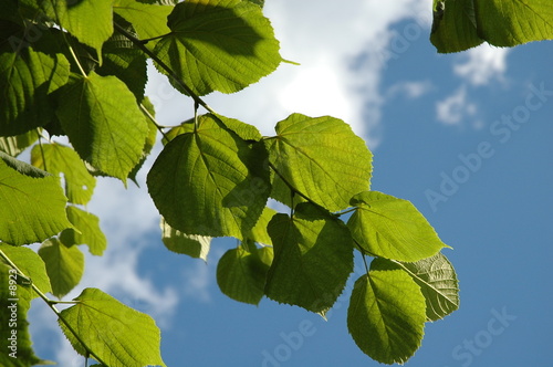 feuilles de tilleul sur fond de ciel bleu.