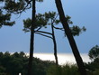 pins avant l'orage