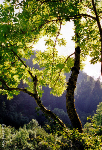 arbre