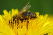 butiner