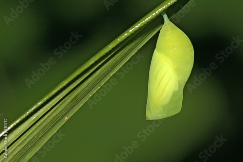chrysalide de papillionidé