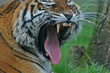 baillement de tigre