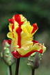 tulipe perroquet