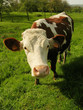 vache