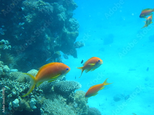 poisson de la mer rouge