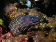 murène