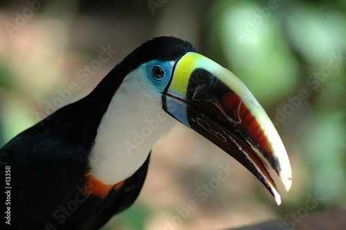 toucan