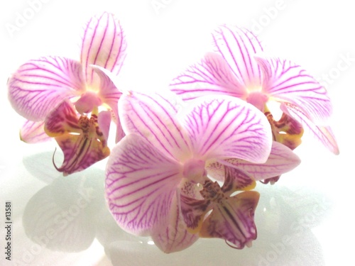fleurs d'orchidée