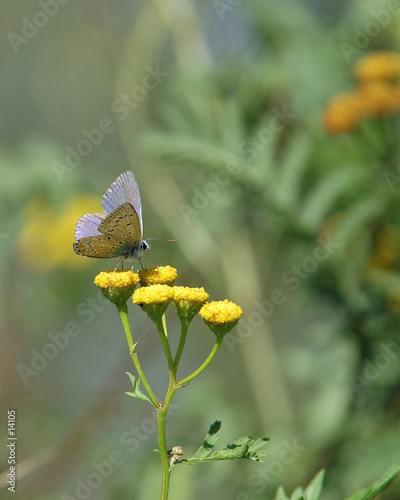papillon bleu (azuré). papillon bleu (azuré).