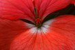 géranium