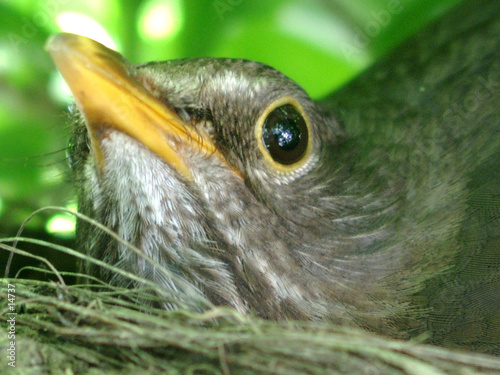 oiseau