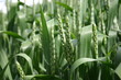 epis de blé vert