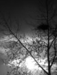 arbre hivernal