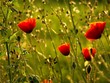 coquelicots matinaux