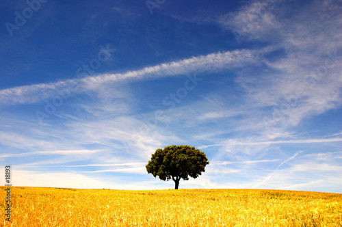 arbre