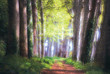 sentier